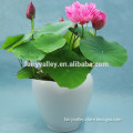 Super High Quality Bowl Lotus Flower Seed For Growing For Vietnam Market Quality Promised